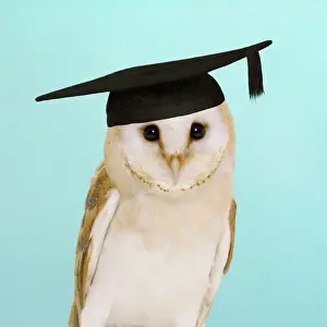 Staring Prints: Barn Owl - in mortar board. Digital Manipulation: mortar board (ardea)