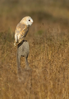 Images Dated 6th August 2012: Barn Owl - perched on old fence post in meadow - August - Staffordshire - England