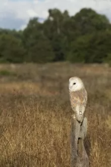 Barn Owl Gallery: Barn Owl - perched on old fence post in meadow - August
