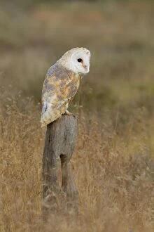 Images Dated 6th August 2012: Barn Owl - perched on old fence post in meadow - August - Staffordshire - England