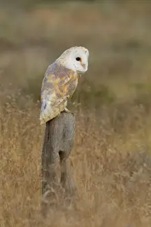Barn Owl - perched on old fence post in meadow - August - Staffordshire - England