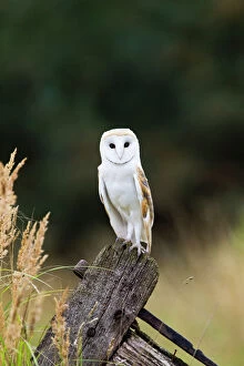 Barn Gallery: Barn Owl - perched on old gate - controlled conditions
