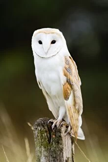 Images Dated 26th September 2011: Barn Owl - perched on old post - controlled conditions