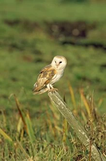 Barn Owl - Perching on Post
