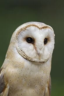 Images Dated 18th June 2016: Barn owl portrait Germany