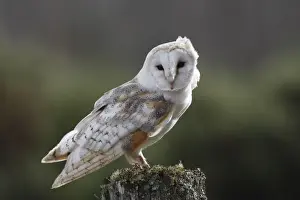 Barn Owl - on post