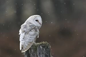 Images Dated 21st February 2008: Barn Owl - on post