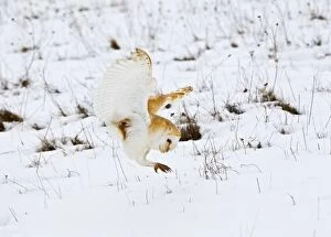 Images Dated 5th February 2012: Barn Owl - pouncing in snow covered meadow