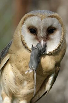 Barn Owl with prey - Holding mouse in mouth