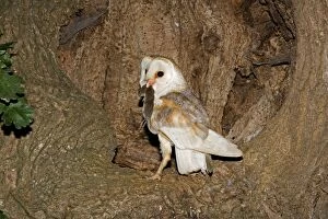 Images Dated 13th July 2006: Barn Owl - With prey at nest hole in oak tree