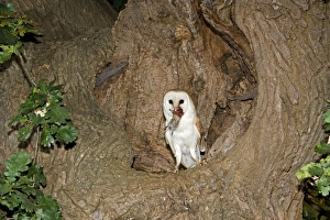 Images Dated 13th July 2006: Barn Owl - With prey short-tailed vole at nest hole in oak tree - Norfolk UK