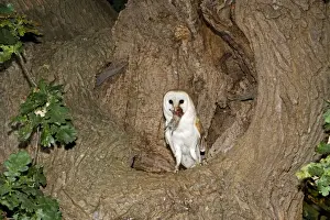 Short Tailed Prints: Barn Owl - With prey short-tailed vole at nest hole in oak tree - Norfolk UK