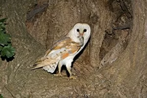 Images Dated 13th July 2006: Barn Owl - With prey shrew in nest hole in oak tree - Norfolk Uk