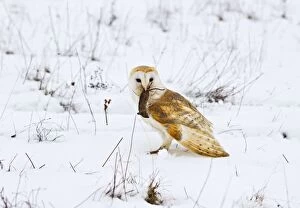 Images Dated 5th February 2012: Barn Owl - with prey in snow covered meadow