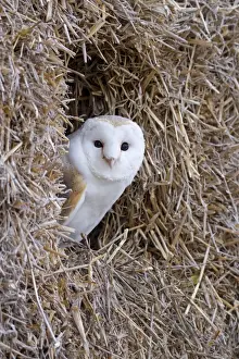 Barn Owl - resting amongst some bales of hay - November - Gloucester - England