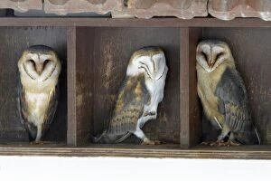 Images Dated 2nd February 2010: Barn Owl - three resting during daytime in building
