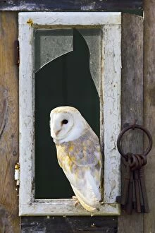 Broken Gallery: Barn Owl - sitting at broken window frame