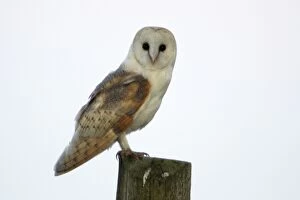 Barn Owl - Sitting on post