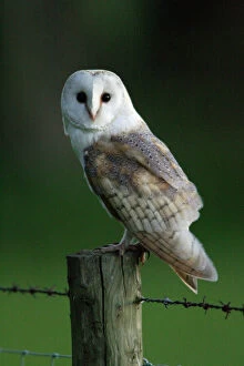Dusk Collection: Barn Owl - Sitting on post Northumberland, England