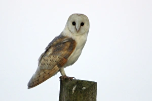 Images Dated 29th May 2005: Barn Owl - Sitting on post Northumberland, England