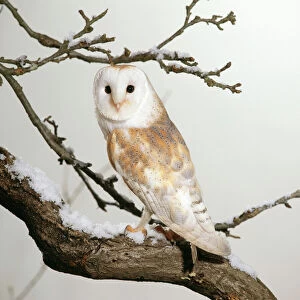 Barn Owl - on snowy branch