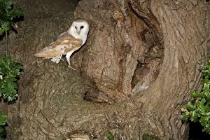 Barn Owl - standing beside nest hole in oak tree