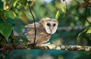 Barn Owl - in tree