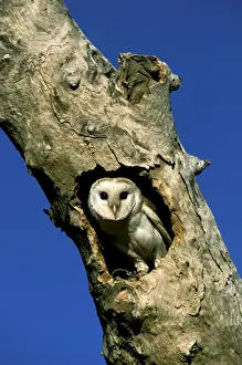 Barn Owl - In tree hollow, note tether around right leg, Western New South Wales, Australia, World wide JPF52185