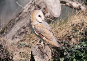 Images Dated 11th August 2005: Barn Owl - on tree stump, with head turned 180 degrees