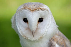 Images Dated 27th June 2010: Barn Owl - UK