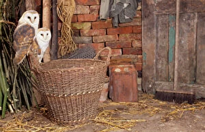 Barn Owl - x2, perched on basket