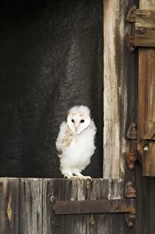 Images Dated 8th August 2011: Barn Owl - youngster on barn door - controlled conditions