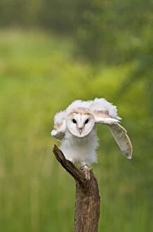 Images Dated 30th May 2008: Barn owl - youngster on branch in meadow