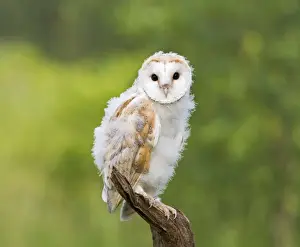 Owls Prints: Barn owl - youngster on branch in meadow Bedfordshire UK 005666
