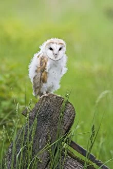 Barn owl - youngster on gate in meadow