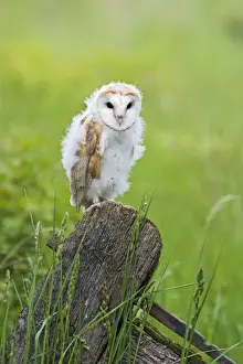 Barn owl - youngster on gate in meadow Bedfordshire UK 005659