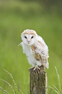 Images Dated 30th May 2008: Barn Owl - youngster on post in meadow
