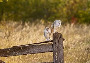 Images Dated 22nd October 2011: Barn Owl - two youngsters on gate post in evening