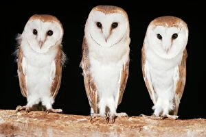Images Dated 17th May 2007: Barn Owls