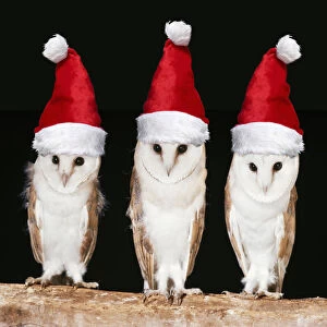 Barn Gallery: Barn Owls with Christmas hats