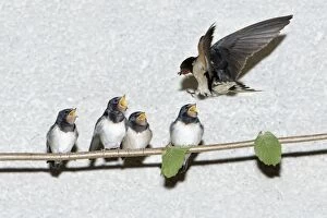 Barn Swallow - adult feeding fledgelings