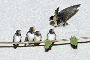 Swallows Prints: Barn Swallow - adult feeding fledgelings - Lower Saxony - Germany