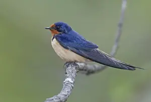 Barn Swallow - in breeding plumage USA