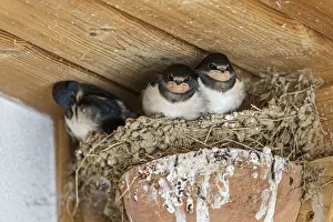 Barn Swallow - chickens on nest - England, UK. Barn Swallow - chickens on nest - England, UK Barn Swallow - chickens on nest - England, UK. Barn Swallow - chickens on nest - England, UK
