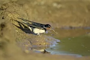 Barn Swallow - collecting nest material from puddle
