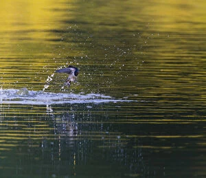 Barn Swallow - emerging from lake after taking a bath, North Hessen, Germany Date: 11-Feb-19