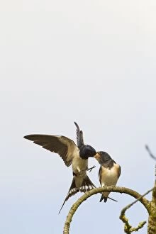 Barn Swallow feeding young Bedfordshire, UK 17289