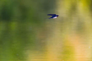 Barn Swallow - flying over lake, North Hessen, Germany Date: 11-Feb-19