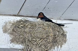 Barn Swallow - at nest
