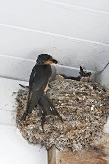Images Dated 7th September 2007: Barn Swallow - at nest with food. Lagoon Cove near Knight Inlet - British Columbia - Canada
